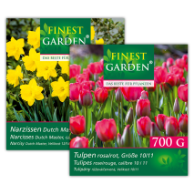 Produktbild »Blumenzwiebeln Narzissen / Tulpen«