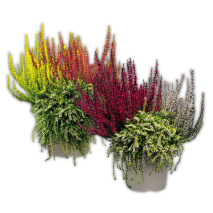 Produktbild »Calluna vulgaris Trio Girls Special«