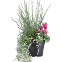 Produktbild »Herbst Hexe Trio«