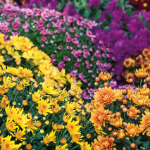Chrysantheme