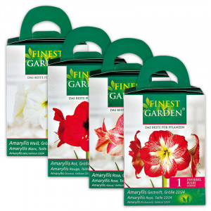 Produktbild »Amaryllis«