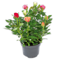 Rosen Quattro