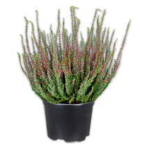 Solitär Calluna Busch