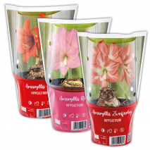 Produktbild »Amaryllis«