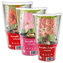 Amaryllis