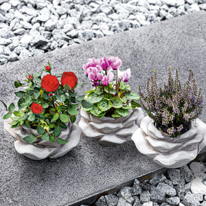 Produktbild »Bepflanzte Steinrose«