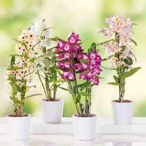 Dendrobium nobile