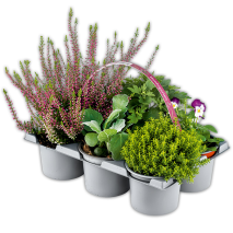 Heidegarten Mix