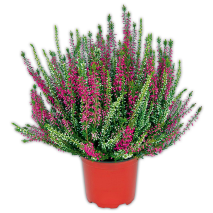 Heidekraut Calluna Twin-Girls zweifarbig