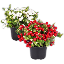 Produktbild »Pernettya mit Beeren«
