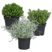 Stacheldrahtpflanze / Hebe Mix