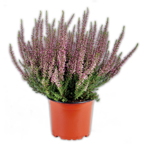 Calluna Garden Girls
