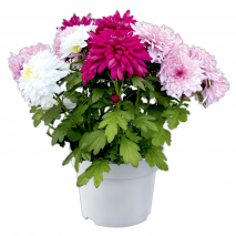 Produktbild »Chrysantheme«