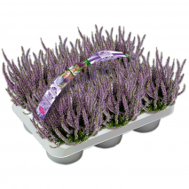 Produktbild »Premium Calluna Garden Girls 'Late Line' / Herbstlavendel«