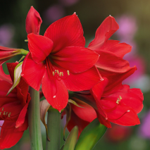 Amaryllis