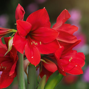 Amaryllis Produktbild »Amaryllis«