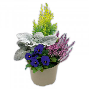 Produktbild »Herbst Mix Quattro«