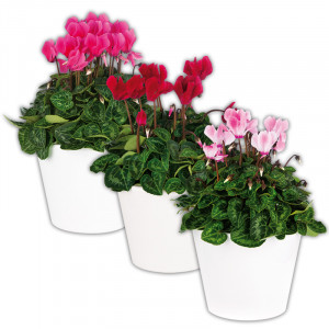 Produktbild »Alpenveilchen«