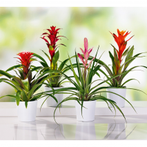 Produktbild »Bromelien-Besonderheit«