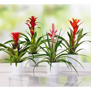 Produktbild »Bromelien-Besonderheit«