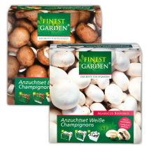 Champignon-Anzuchtset