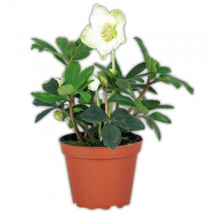 Christrose  Produktbild »Christrose