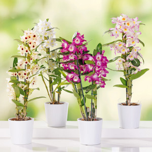 Dendrobium nobile Produktbild »Dendrobium nobile«