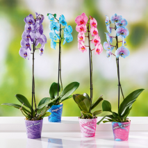 Free Mix Orchidee