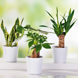 Grünpflanzen Tropic Mix Produktbild »Grünpflanzen Tropic Mix«