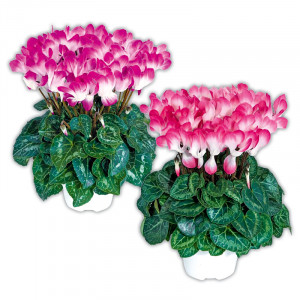 Produktbild »Alpenveilchen 