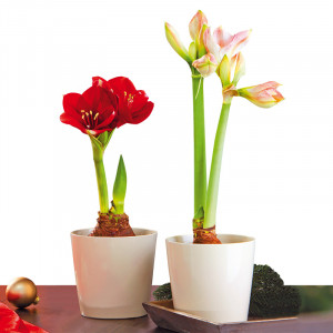Amaryllis XL Produktbild »Amaryllis XL«