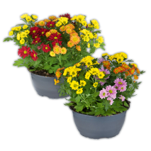 Produktbild »Chrysantheme«