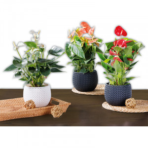 Flamingoblume XL Produktbild »Flamingoblume XL