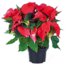 Produktbild »Weihnachtsstern«