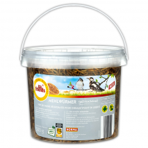 Produktbild »Mehlwürmer«