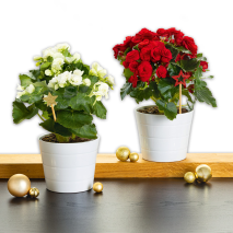 Begonien Mix Dolc'Amore