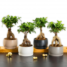 Produktbild »Bonsai in der Schale«