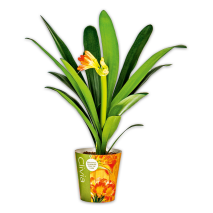 Clivia