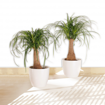 Produktbild »Elefantenfuß XL«