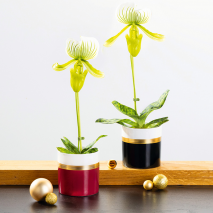 Produktbild »Exklusive Orchideen-Besonderheit«