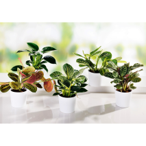 Grünpflanzen Besonderheit