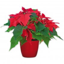 Produktbild »Midi Weihnachtsstern«