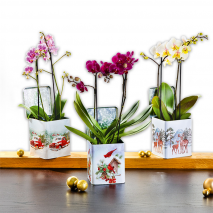 Produktbild »Phalaenopsis Multiflora«