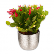 Produktbild »Weihnachtskaktus Trio«