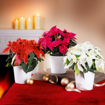 Produktbild »Princettia 'Eisprinzessin'«