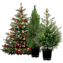 Produktbild »Weihnachtsbaum«