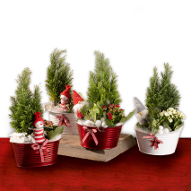 Weihnachtliches Arrangement