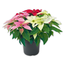 Weihnachtsstern Trio Busch