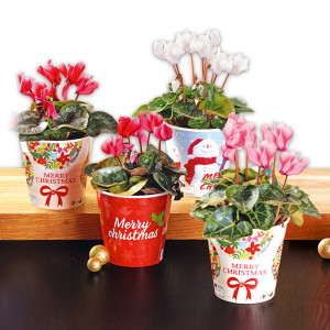 Produktbild »Alpenveilchen«