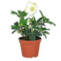 Christrose Helleborus